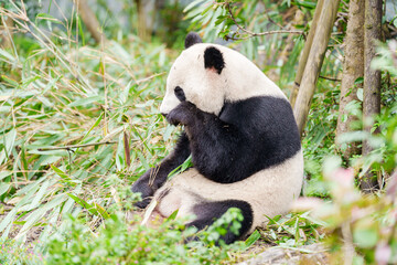 Cute Giant Panda, Ailuropoda melanoleuca or panda bear in forest at Chengdu Panda Breeding Research Center Dujiangyan. landmark and popular for tourists attractions in Chengdu, China. © Jo Panuwat D