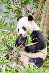 Cute Giant Panda, Ailuropoda melanoleuca or panda bear in forest at Chengdu Panda Breeding Research Center Dujiangyan. landmark and popular for tourists attractions in Chengdu, China. © Jo Panuwat D