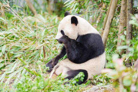 Cute Giant Panda, Ailuropoda melanoleuca or panda bear in forest at Chengdu Panda Breeding Research Center Dujiangyan. landmark and popular for tourists attractions in Chengdu, China.