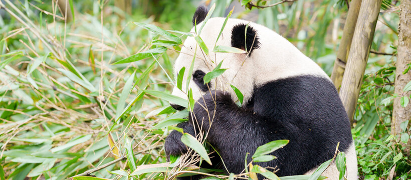 Cute Giant Panda, Ailuropoda melanoleuca or panda bear in forest at Chengdu Panda Breeding Research Center Dujiangyan. landmark and popular for tourists attractions in Chengdu, China.