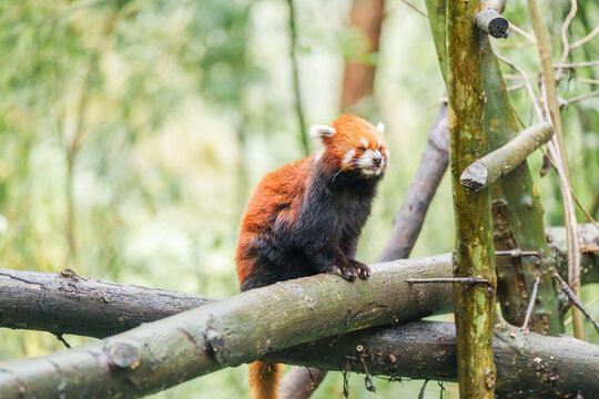 Cute Red Panda, Ailurus fulgens or lesser panda in forest at Chengdu Panda Breeding Research Center Dujiangyan. landmark and popular for tourists attractions in Chengdu, China. Travel and Vacation
