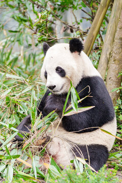 Cute Giant Panda, Ailuropoda melanoleuca or panda bear in forest at Chengdu Panda Breeding Research Center Dujiangyan. landmark and popular for tourists attractions in Chengdu, China.