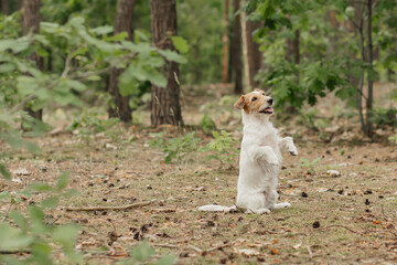 Dog stands on hind legs in a forest clearing during a sunny day © aleksa_photo_waw