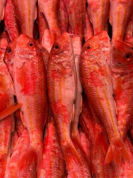 Fresh Red Mullet Fish Displayed at Traditional Isla Cristina Seafood Market in Huelva