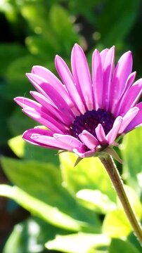 Violet Flower Opening in Morning Light, Spring Time Lapse. Vertical Format.
