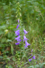 Violet flower of Campanula rapunculoides in June © Anna