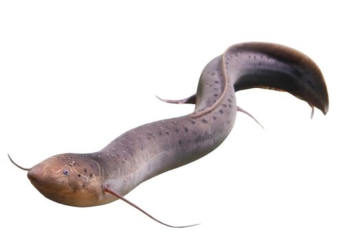 Studio Portrait of an African Lungfish (Protopterus annectens) Isolated on White