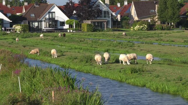 Dutch countryside scenery with grazing sheep. The serene landscape features lush greenery and charming houses. A peaceful environment for relaxation and nature lovers.