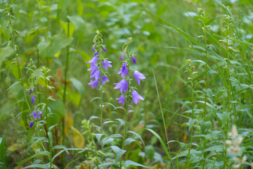 Violet flower of Campanula rapunculoides in June © Anna