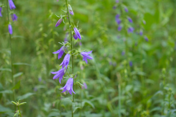 Violet flower of Campanula rapunculoides in June © Anna