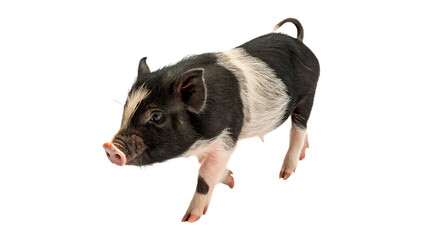 Cute small black and pink spotted domestic piglet walking isolated on transparent background. © Harry