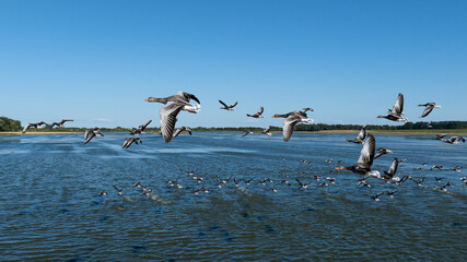 geese in flight © Jesper