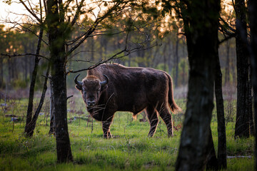 european bison between trees © Jesper