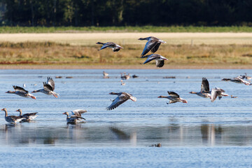 geese in flight © Jesper