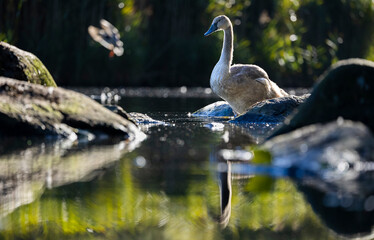 young swan on the water © Jesper