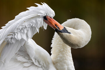 swan © Jesper