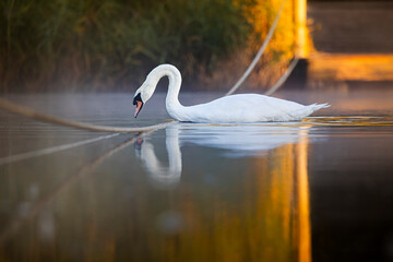 swan on the lake © Jesper