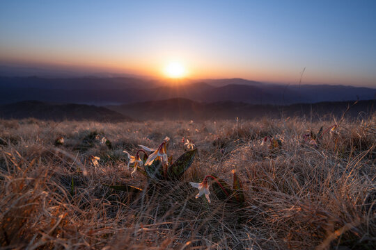 Majestic mountain landscape with erythronium flowers