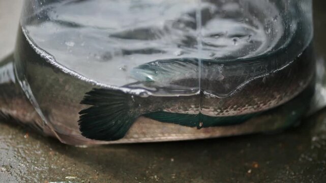 Snakehead fish are packed in plastic bags.