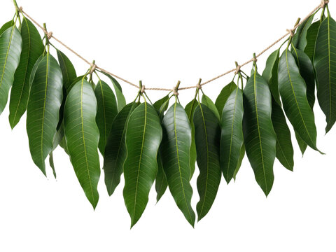 Mango leaf toran garland strung on twine, isolated on transparent background