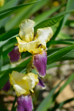 Intermediate Bearded Iris flower - Latin name - Iris Loreley