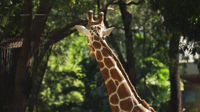Giraffe head and neck profile in a zoo enclosure with green foliage background