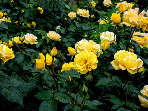 yellow roses in the garden