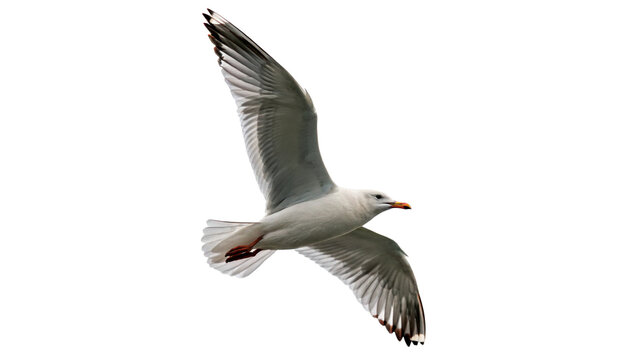 Single wild grey seagull bird flying wings open isolated on transparent background.