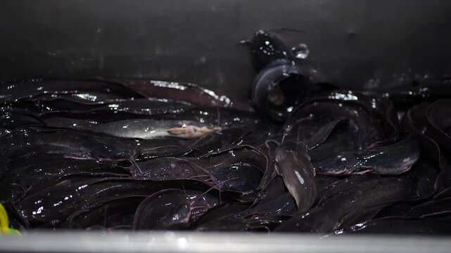 Live catfishes gathered in bucket for sale at the fresh food market.