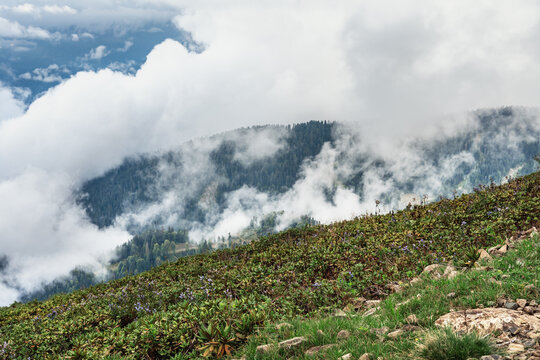 Fog rolling over forested mountain slope with green shrubs and rocks in foreground. Dramatic clouds and mist cover conifer forest in highland landscape.
