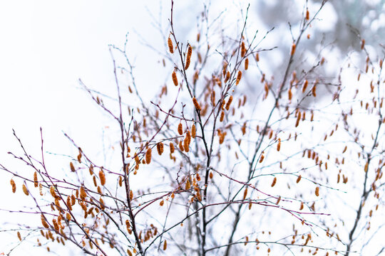 Bare alder tree branches with brown catkins covered in frost on cold winter day. Delicate twigs against soft white snowy background with bokeh.