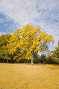Magnificent Deciduous Tree with Golden Autumn Foliage on a Wide Meadow