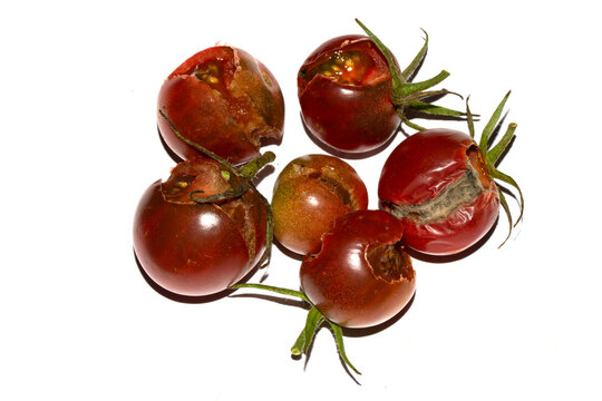 Split Broken Decaying Bad Cherry Tomatos Food Waste Climate Change