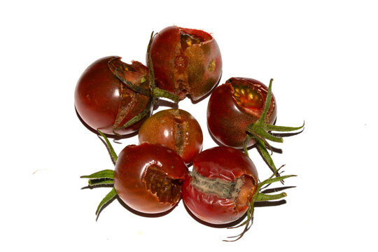 Split Broken Decaying Bad Cherry Tomatos Food Waste Climate Change