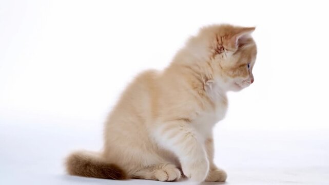 Cream-colored kitten sits on a white studio floor and turns its head toward the camera. Pet care advertising, veterinary service promotion, and animal adoption campaigns.