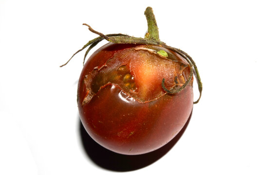 Split Broken Decaying Bad Cherry Tomatos Food Waste Climate Change