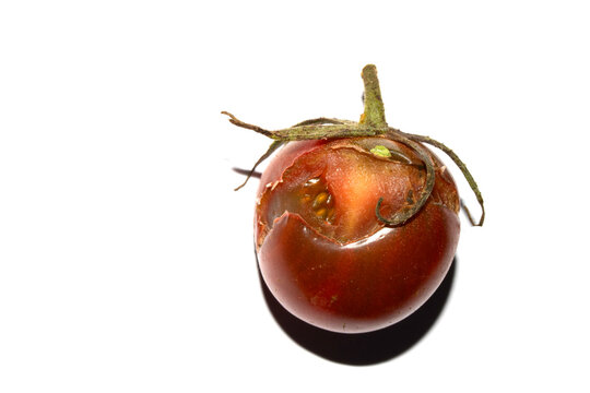Split Broken Decaying Bad Cherry Tomatos Food Waste Climate Change