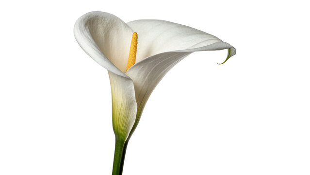 Single white calla lily flower isolated on dark background