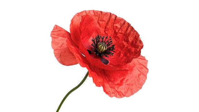 Single bright red poppy flower isolated on dark background