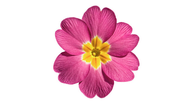 Single pink primrose flower blossom isolated on dark background