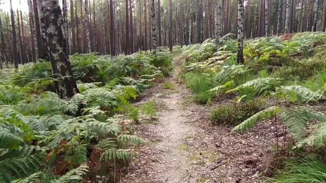 Wideo przedstawia spacer po sosnowym lesie. Wśr&oacute;d sosen widać pojedyncze brzozy. Ziemia pokryta jest rosnącymi gęsto paprociami.