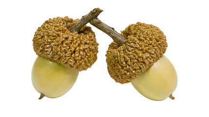Isolated beautiful natural fresh autumn oak tree acorns with caps and connecting stem © Saoirse