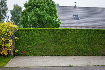 Obraz premium Trimmed Evergreen Hedge Protecting Privacy Around a Suburban Home