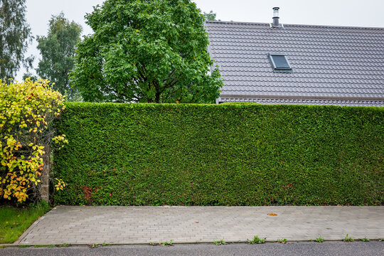Trimmed Evergreen Hedge Protecting Privacy Around a Suburban Home