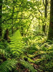 Fototapeta premium Gentle morning sunlight filters through a canopy of lush green trees, casting long shadows across the fern-covered forest floor, serene atmosphere, forest floor, untouched, dappled light