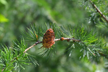 Larix Decidua tree branch with soft spruce and brown cone. Closeup outdoors selected focus. Nature, larix, coniferous plant, deciduous tree ,landscaping concept.  © Mariana