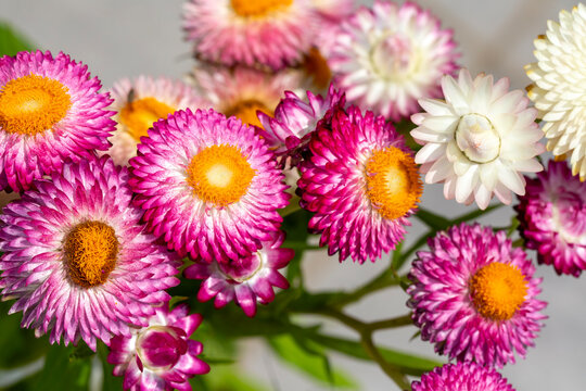 Helichrysum ( Straw flower) blooming outdoors. (Helichrysum bracteatum)