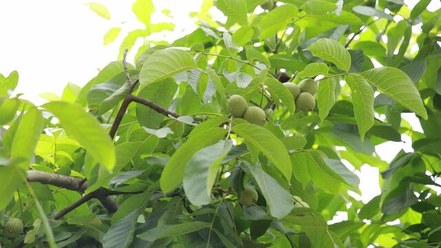 Green Walnut Fruits Growing on a Lush Tree with Dense Leaves