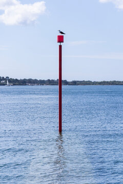 Gaviota en poste en el mar