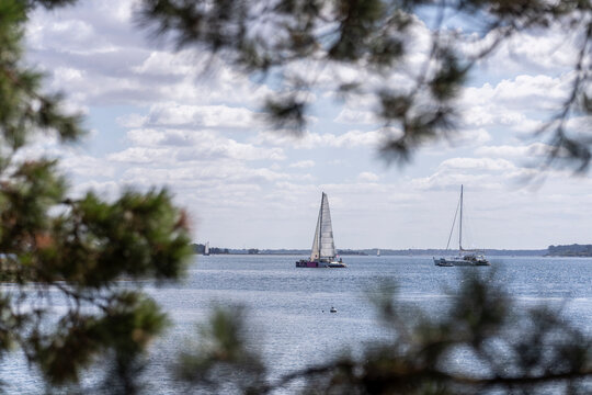 Vista de barcos de vela navegando en la costa entre pinos